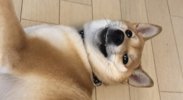 「柴犬のチャコ」を飼い始めてから気付いたこと 　～トイレの場所やその他いろいろ～